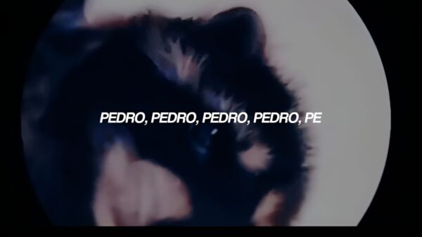 Pedro pedro pedro pedro pe mapache